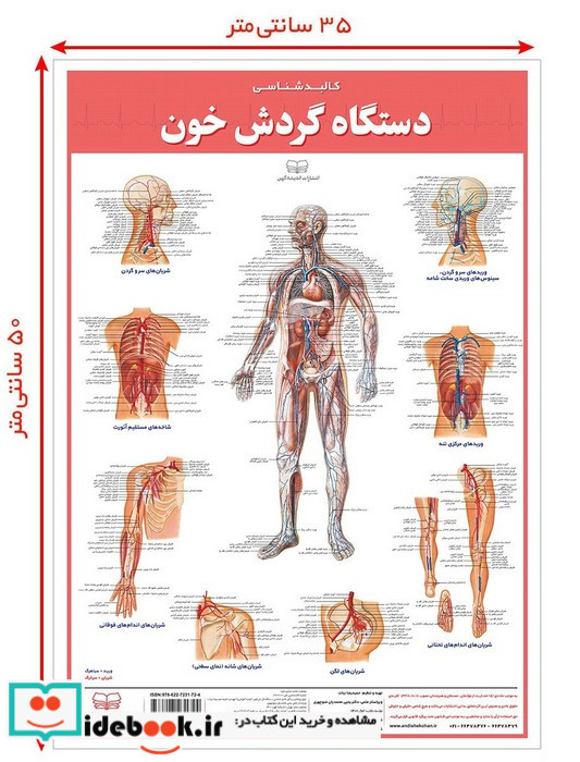 کالبد شناسی دستگاه گردش خون