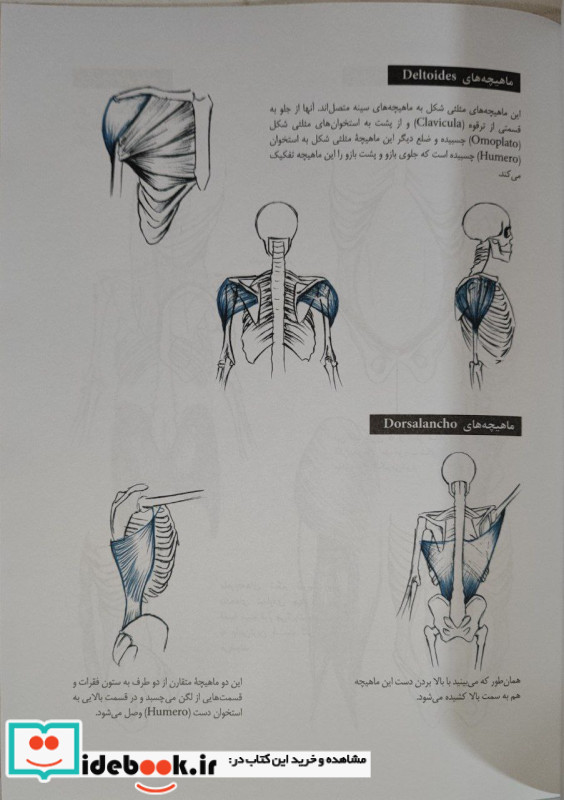 اصول طراحی شخصیت در انیمیشن