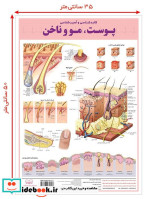 کالبد شناسی پوست،مو و ناخن