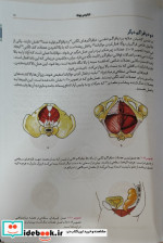 آناتومی یوگا به زبان ساده