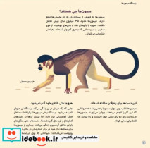 دنیای رنگارنگ میمون ها