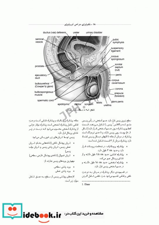 تکنولوژی جراحی اورولوژی ساداتی و گلچینی