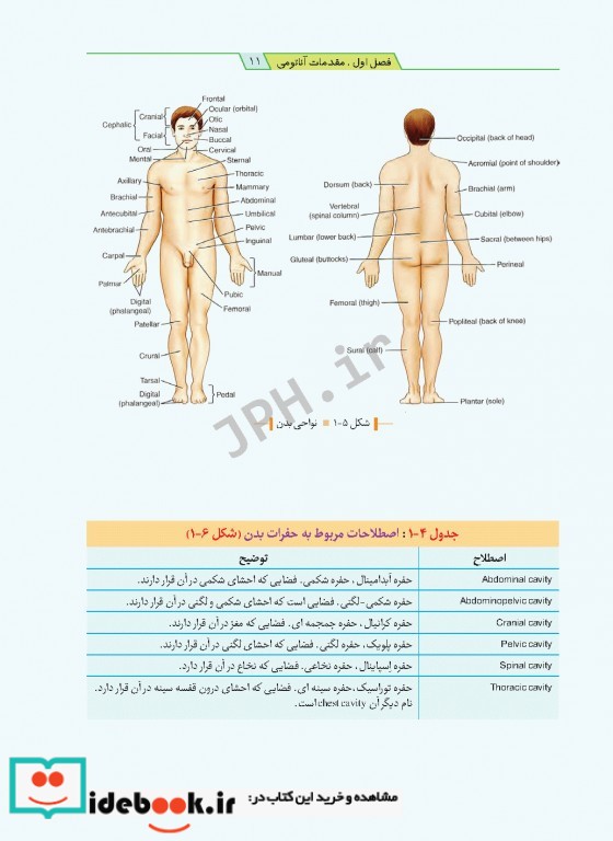 آناتومی برای پرستاران با رویکرد بالینی دکتر گلچینی