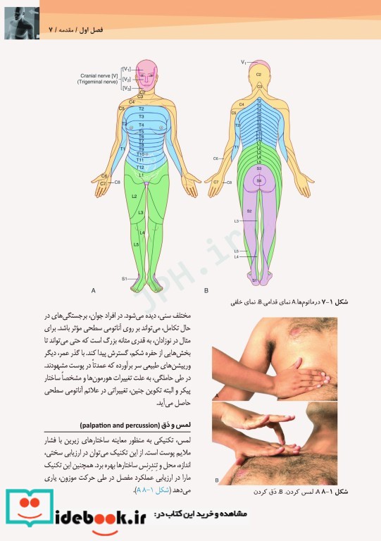 آناتومی سطحی و اولتراسوند گری