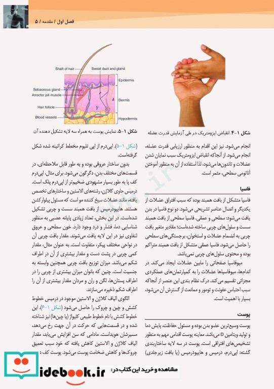 آناتومی سطحی و اولتراسوند گری