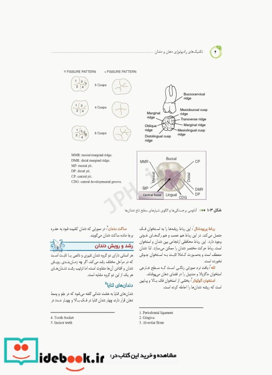 تکنیک های رادیولوژی دهان و دندان