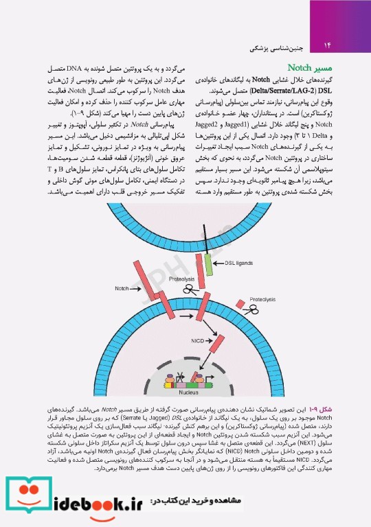 جنین شناسی پزشکی لانگمن 2023 دکتر مجیدپور جلد گالینگور