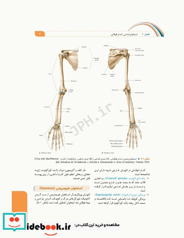 علوم تشریح برای دانشجویان پزشکی جلد2 دستگاه اسکلتی عضلانی