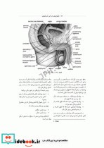 تکنولوژی جراحی اورولوژی ساداتی و گلچینی