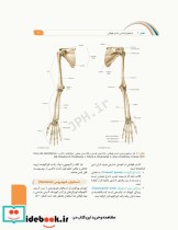 علوم تشریح برای دانشجویان پزشکی جلد2 دستگاه اسکلتی عضلانی