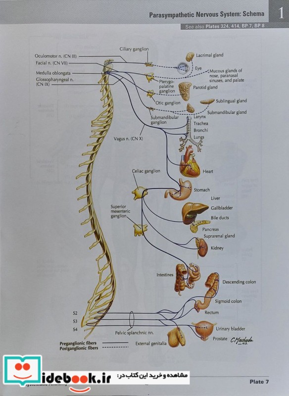 2023 Atlas of Human Anatomy Netter 8th Edition گلاسه قابدار