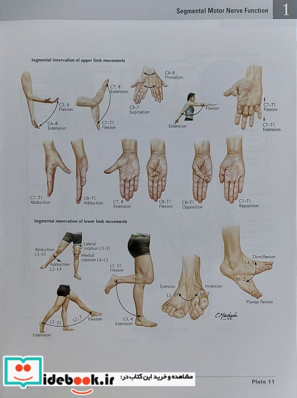 2023 Atlas of Human Anatomy Netter 8th Edition گلاسه قابدار