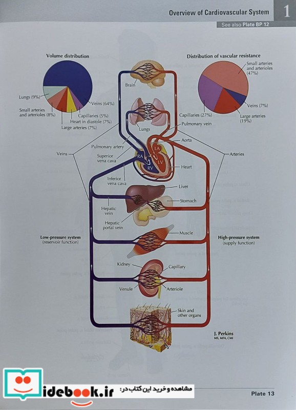 2023 Atlas of Human Anatomy Netter 8th Edition گلاسه قابدار