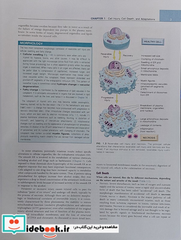 Robbins Basic Pathology 2022 11 Edition