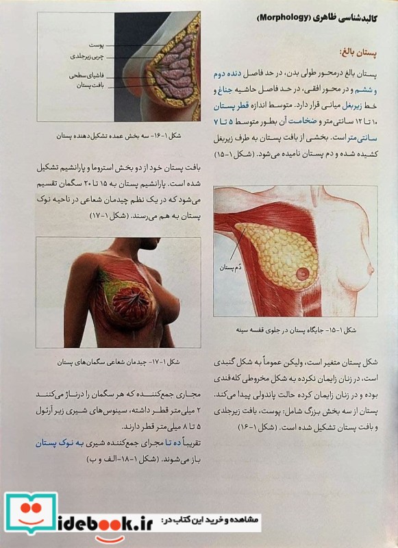 نگاهی نو به بیماری ها و جراحی های پستان میرماه