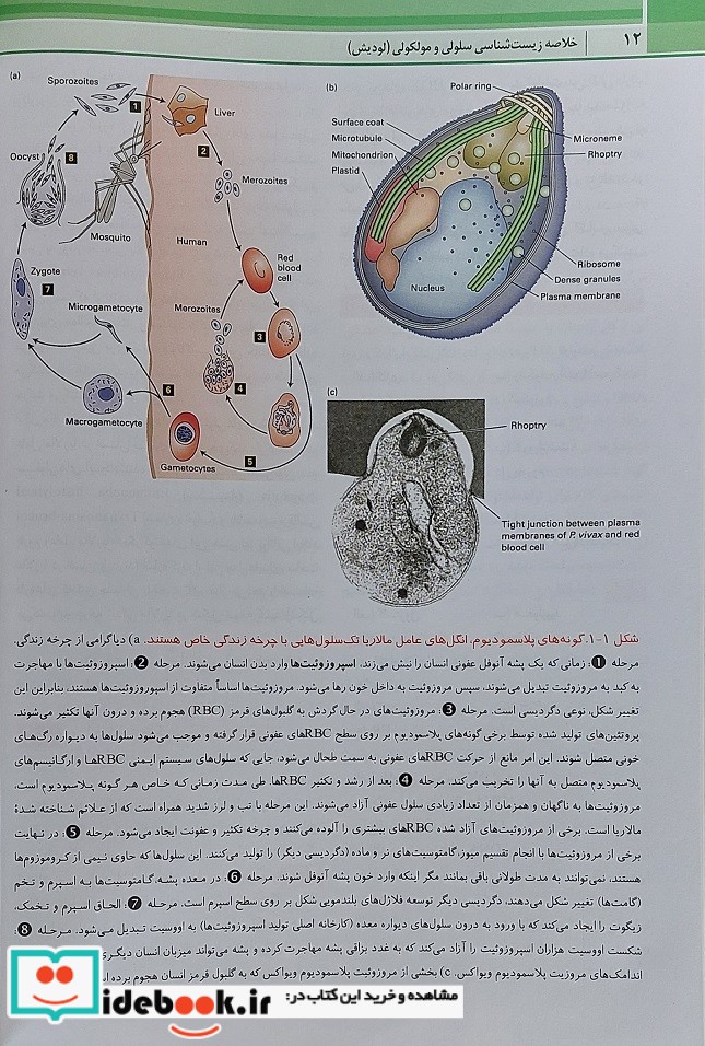 QR خلاصه زیست شناسی سلولی مولکولی لودیش 2021