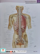 2023 Atlas of Human Anatomy Netter 8th Edition گلاسه قابدار