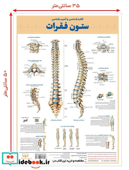 کالبد شناسی و آسیب شناسی ستون فقرات 50*35