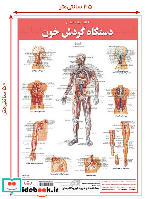 کالبد شناسی دستگاه گردش خون 50*35