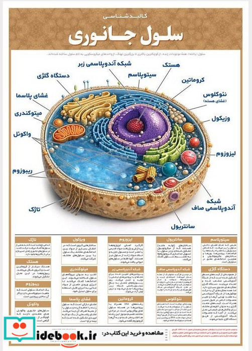 پوستر وایت بردی سلول جانوری