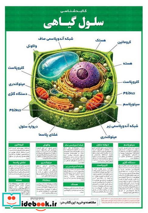 پوستر وایت بردی کالبد شناسی سلول گیاهی