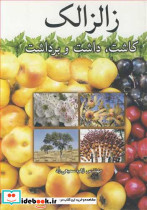 زالزالک کاشت داشت و برداشت