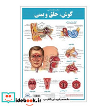 پوستر کالبد شناسی گوش حلق و بینی 3550