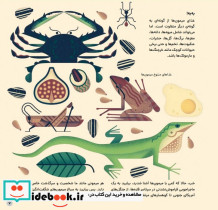دنیای رنگارنگ میمون ها - تصویر 2