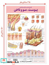 کالبد شناسی آسیب شناسی پوست مو و ناخن 50*35