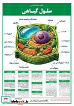 پوستر وایت بردی کالبد شناسی سلول گیاهی